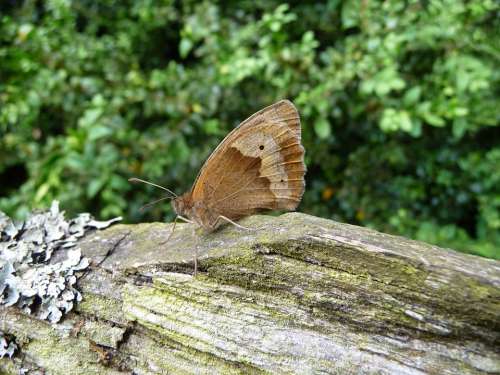 Butterfly Log Nature Insect Wood Trunk Tree