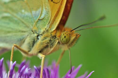 Butterfly Fritillary Macro Insect Thistle Flower