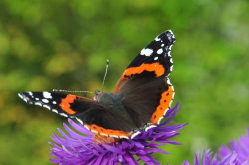 Butterfly Admiral Edelfalter Purple Flower Colorful
