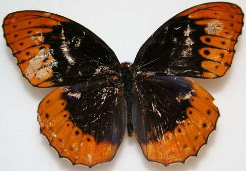 Butterfly Male Diana Fritillary Speyeria Diana