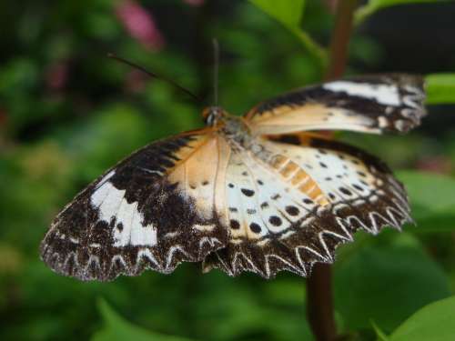 Butterfly Nature Insect Animals Wing