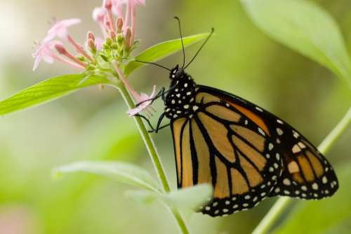 Butterfly Flower Insect Forage Nature Monarch