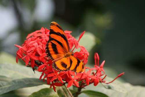 Butterfly Flower Nature Red