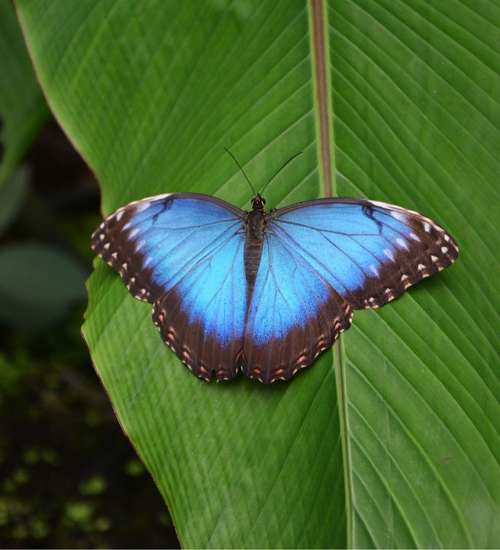 Butterfly Tropical Blue Bright Butterflies Black