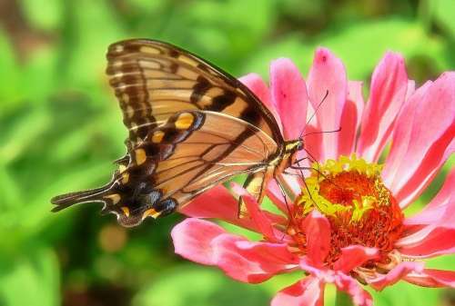 Butterfly Zinnia Swallowtail Pink Flower Nature