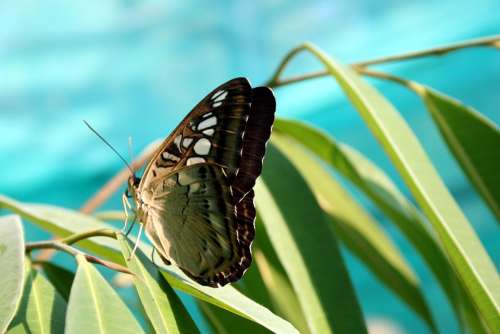 Butterfly Nature Insect Closeup Tropical Insects