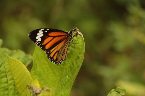 Butterfly Fly Away Colourful Green Orange Black