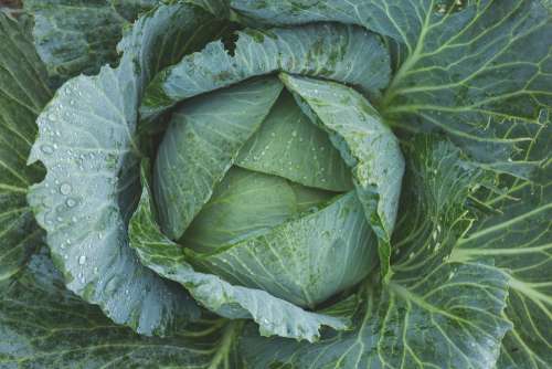 Cabbage Vegetable Kale Green Dew Flora Food