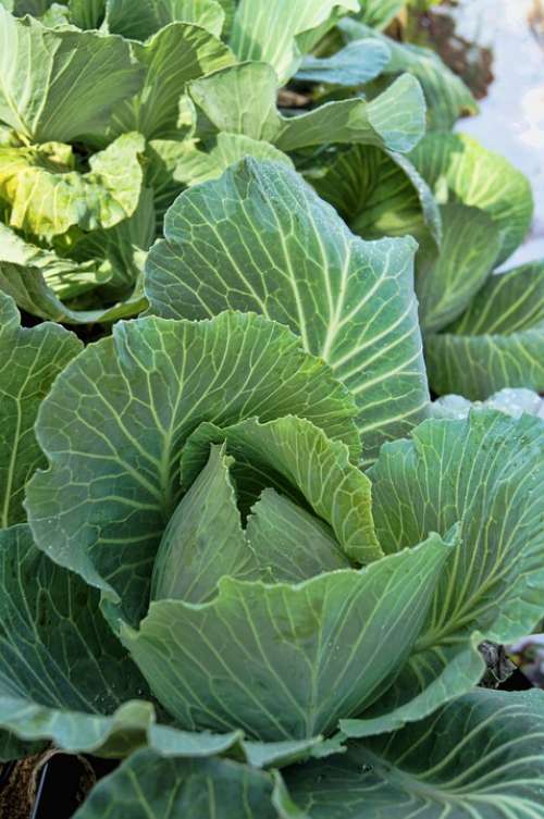 Cabbage Garden Green Food Fresh Vegetable Healthy