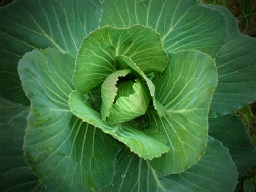 Cabbage Garden Green Leaves Plant Agriculture