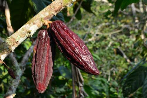 Cacao Plant Cacao Plant Cocoa Fruit Seed