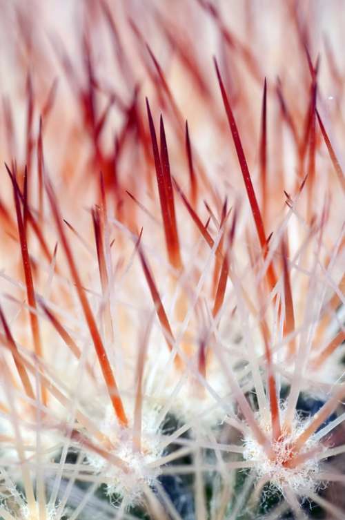 Cactus Colic Thorns Spikes Sharp Macro Nature