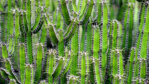 Cactus Green Flower Prickly Color Nature Plant