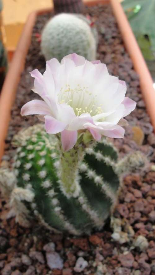 Cactus Flowers Plant