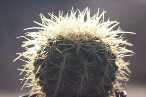 Cactus Desert Plants Arid Thorns Green Pullas