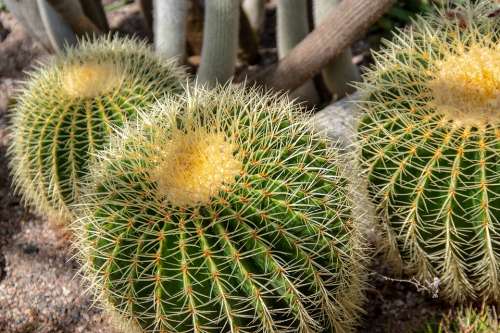 Cactus Greenhouse Botanical Garden Thorny Heat