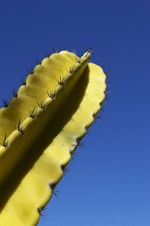 Cactus Cactu Nature Blue Sky Flower Summer Plant