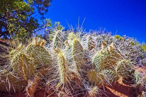 Cactus Succulent Nature Plant Green Botanical