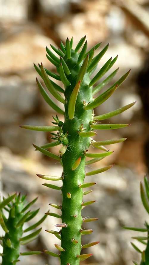 Cactus Plant Mediterranean Prickly
