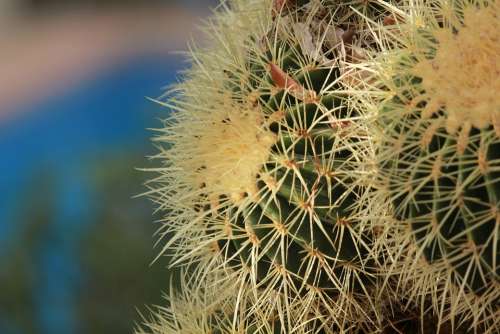 Cactus Prickly Plant Botanical Garden Botany