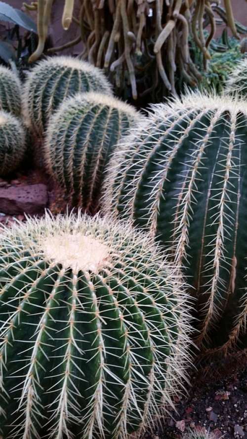 Cactus Green Botanical Nature Plant