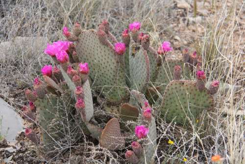 Cactus Flowers Succulent Nature Garden Arizona