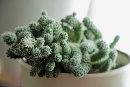 Cactus Flower Bloom Green Scratchy Plant