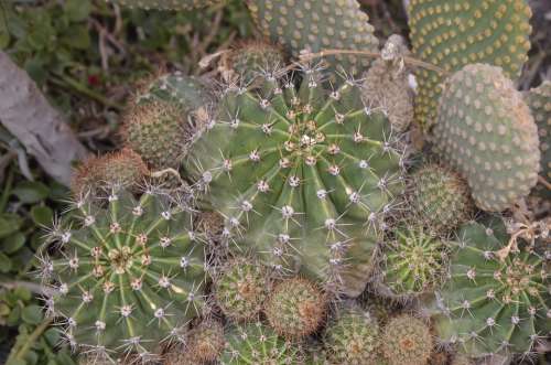 Cactus Desert Nature Plant Garden Landscape Thorn