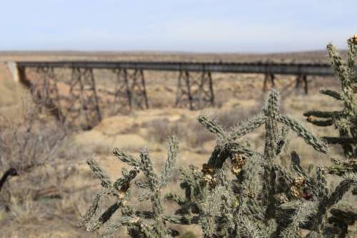 Cactus Train Trellis Desert Romantic Journey