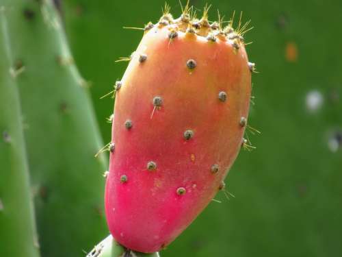 Cactus Tenerife Plant Prickly Colorful