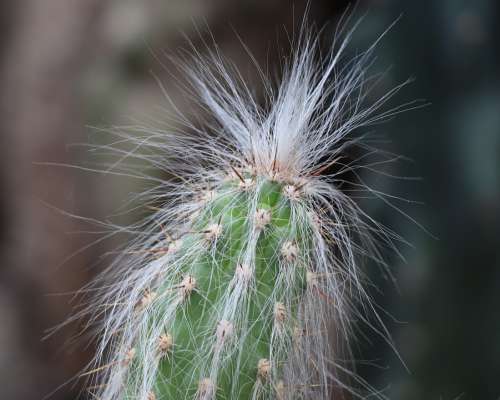 Cactus Tropics Hair Hairy Flower The Orangery