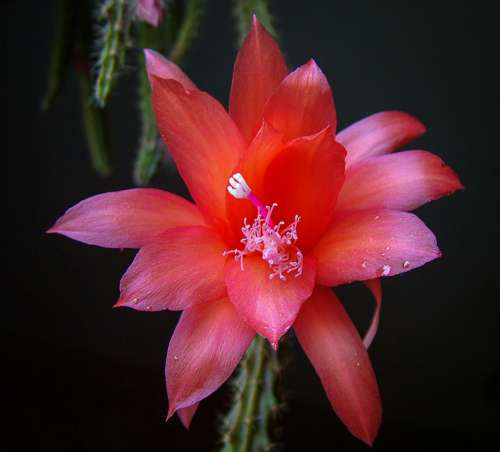Cactus Cacti Red Flower Nature Desert Plant