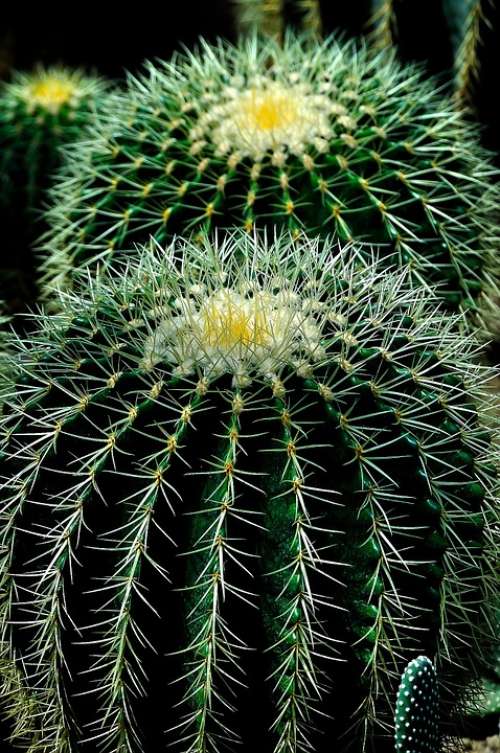 Cactus Plant Circles Nature Green Flower Natural