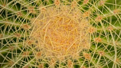 Cactus Dessert Botany Botanical Needles