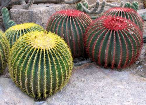 Cactus Botanical Garden Nong Nooch Thailand