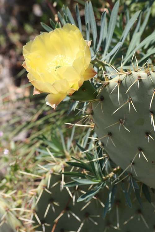 Cactus Provence Nature Spring Flower