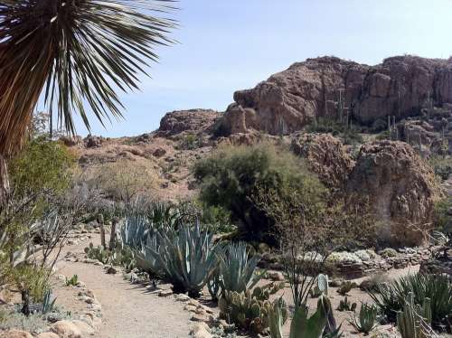 Cactus Desert Arizona Catcus Landscape Outdoors