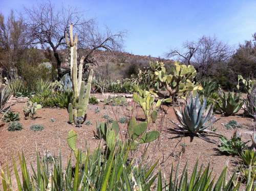 Cactus Desert Arizona Catcus Landscape Outdoors