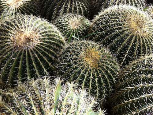 Cactus Barrel Catcus Desert Arizona Landscape