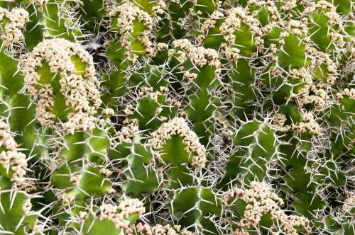 Cactus Plant Pattern Nature Green Flower Natural