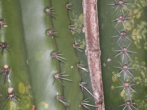 Cactus Green Cactus Prick Garden Desert Thorn