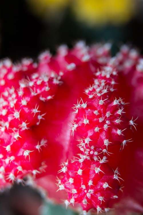 Cactus Spur Cactus Blossom Sting Plant Prickly