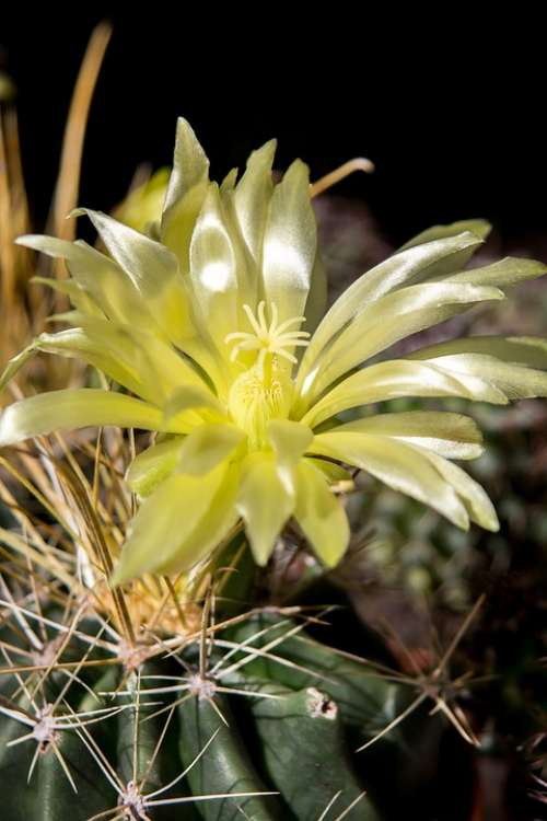 Cactus Spur Cactus Blossom Sting Plant Prickly
