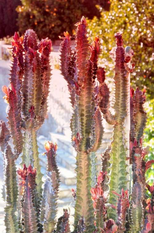 Cactus Spain Plant Spice