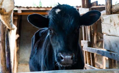 Calf Cattle Cow Animal Farm
