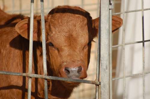 Calf Cage Livestock Breeder