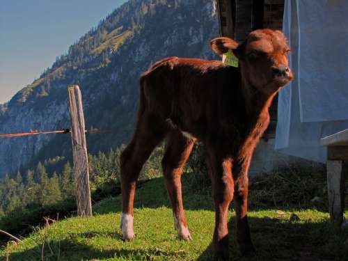 Calf Animal Cow Farm Animals Ungulates Four-Legged