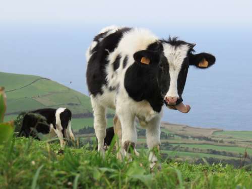 Calf Cow Tongue Pasture Hill Cattle Livestock