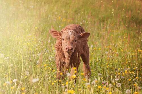 Calf Young Animal Beef Livestock Cattle Grass