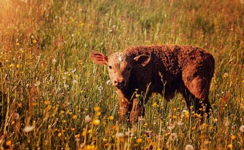 Calf Red Young Animal Livestock Cattle Meadow